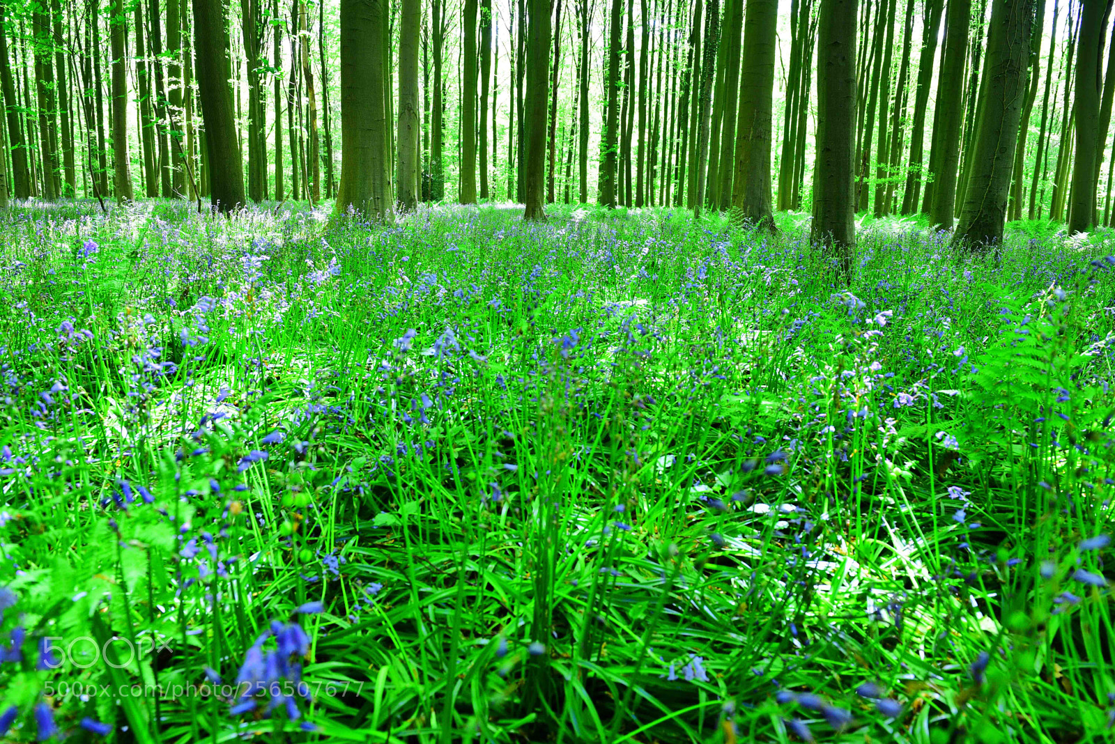 Nikon D750 sample photo. Bois de halle photography