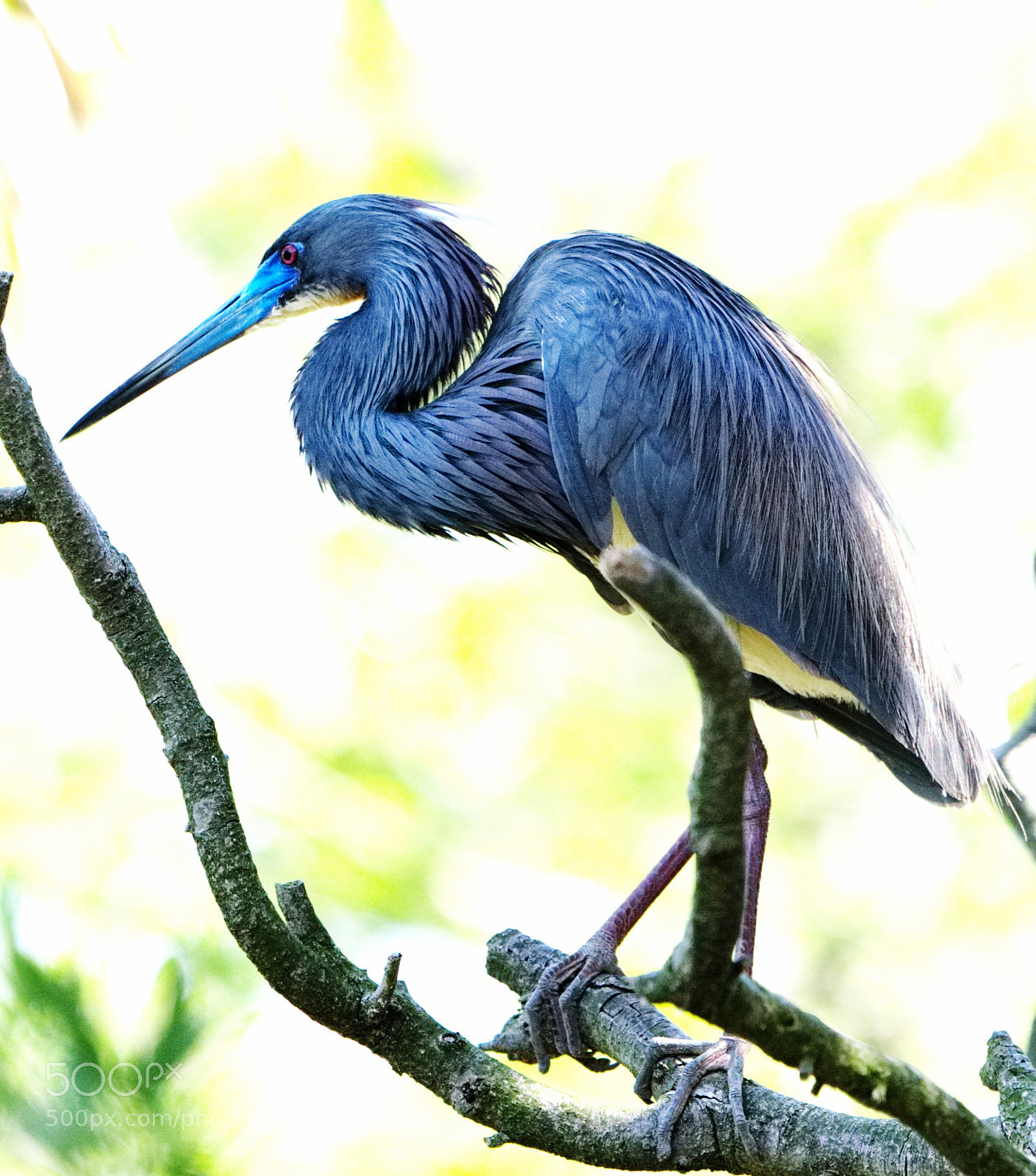 Nikon D810 sample photo. Blue heron photography