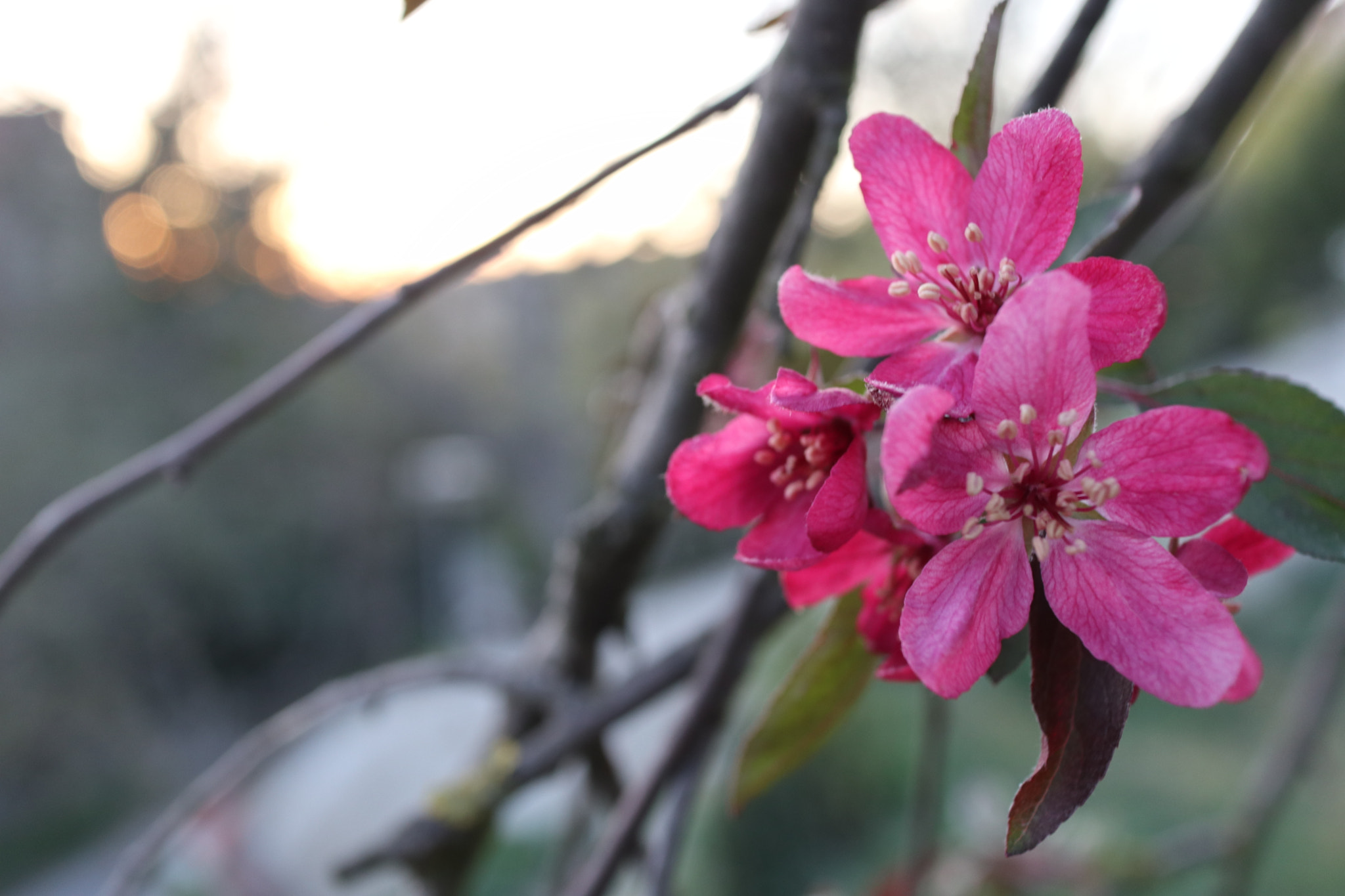 Canon EF-M 22mm F2 STM sample photo. Spring's flwer photography