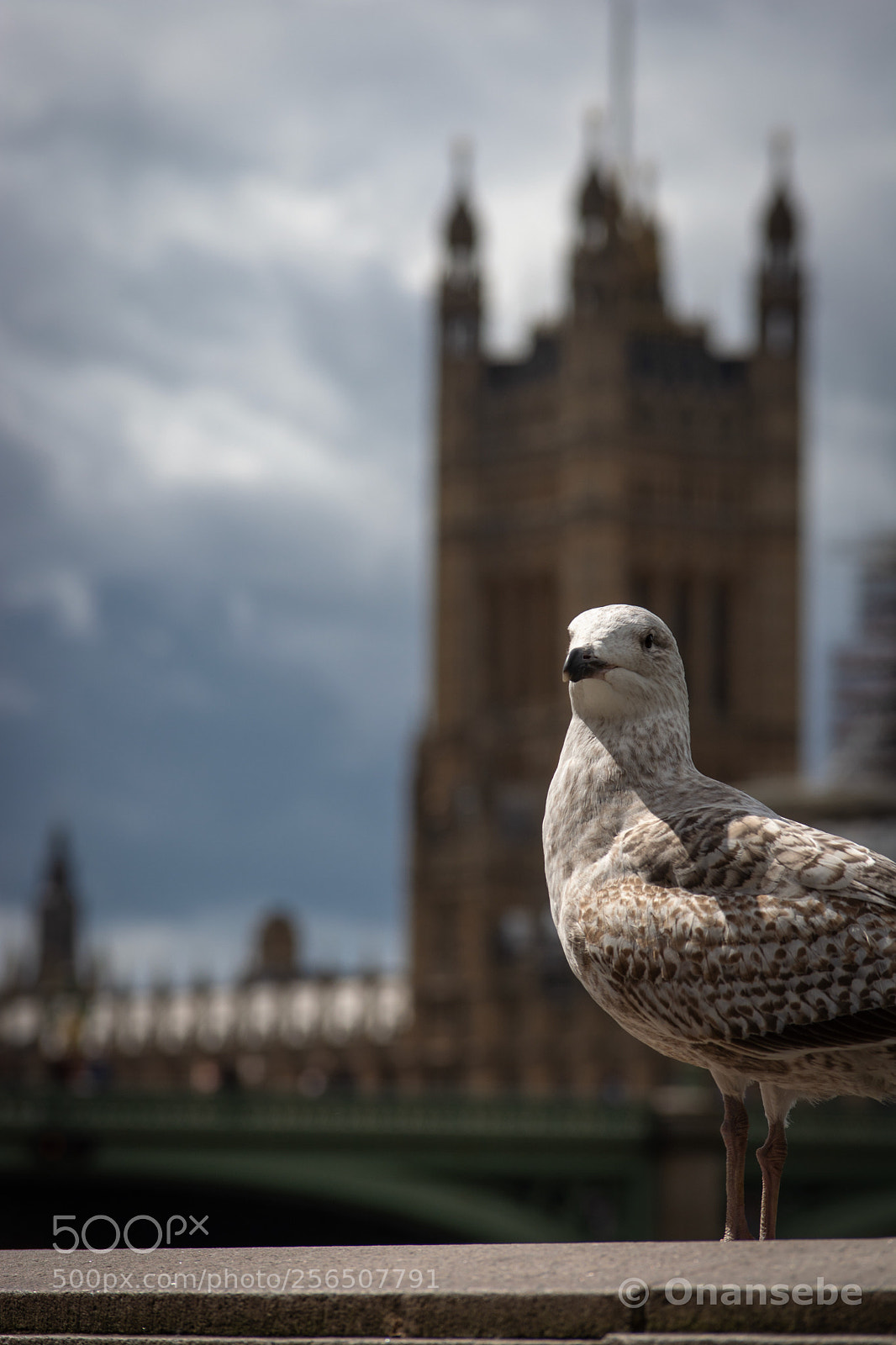 Nikon D5200 sample photo. Westminster photography
