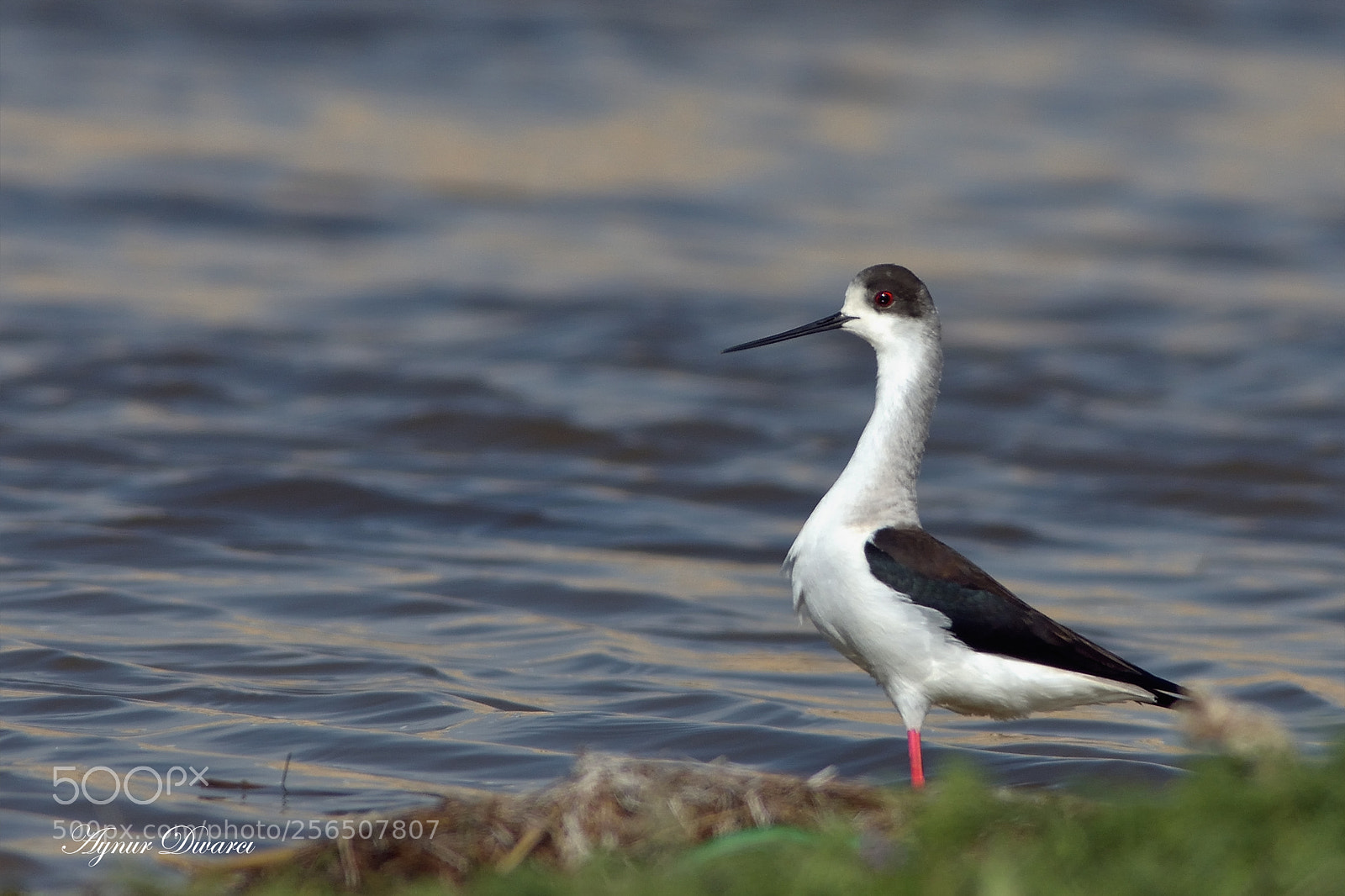 Nikon D7200 sample photo. Black-winged stilt - himantopus photography