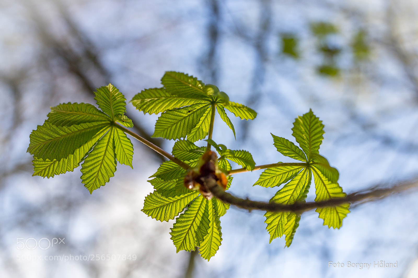 Canon EOS 6D sample photo. Spring ! photography