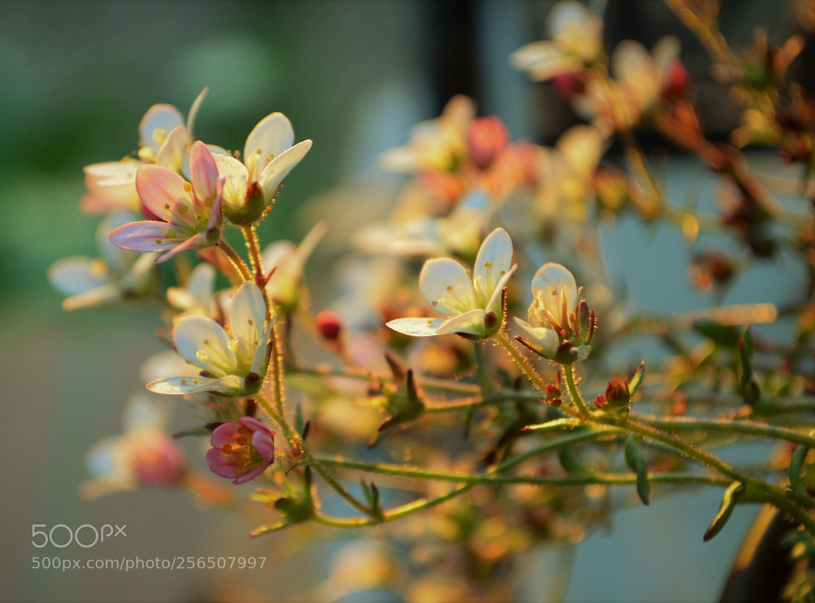 Nikon D5100 sample photo. Lovely photography