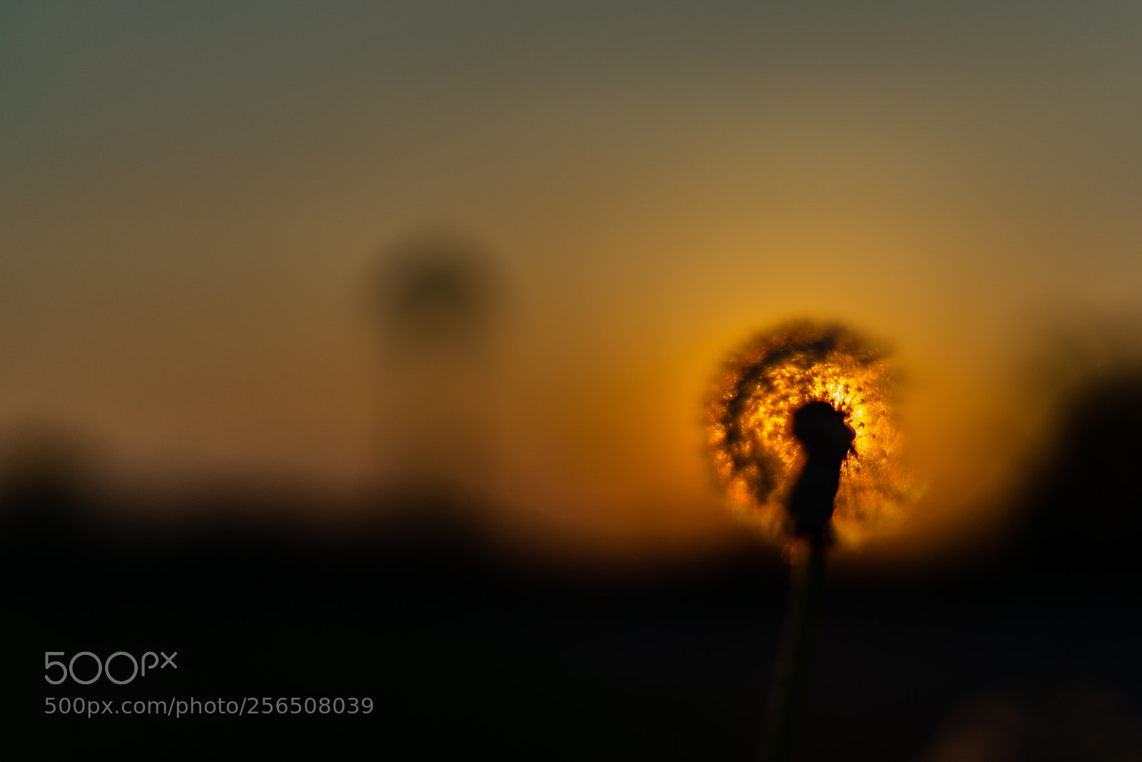 Sony a7 sample photo. Burning dandelion photography