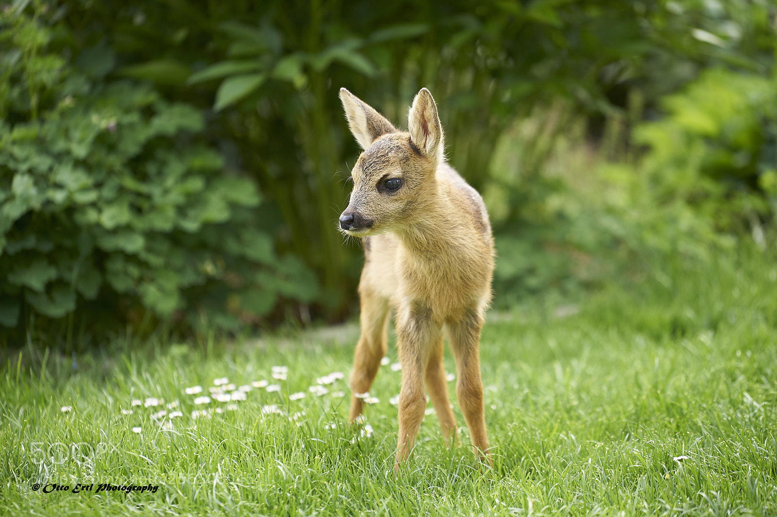 Sony a7 II sample photo. Baby deer photography