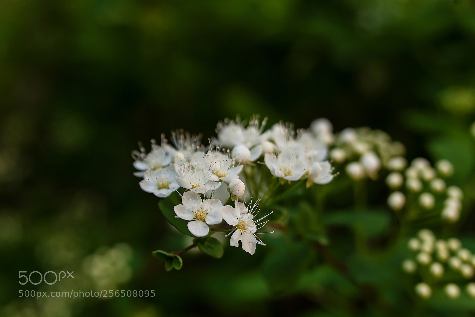 Canon EOS 5D Mark II sample photo. Springers photography