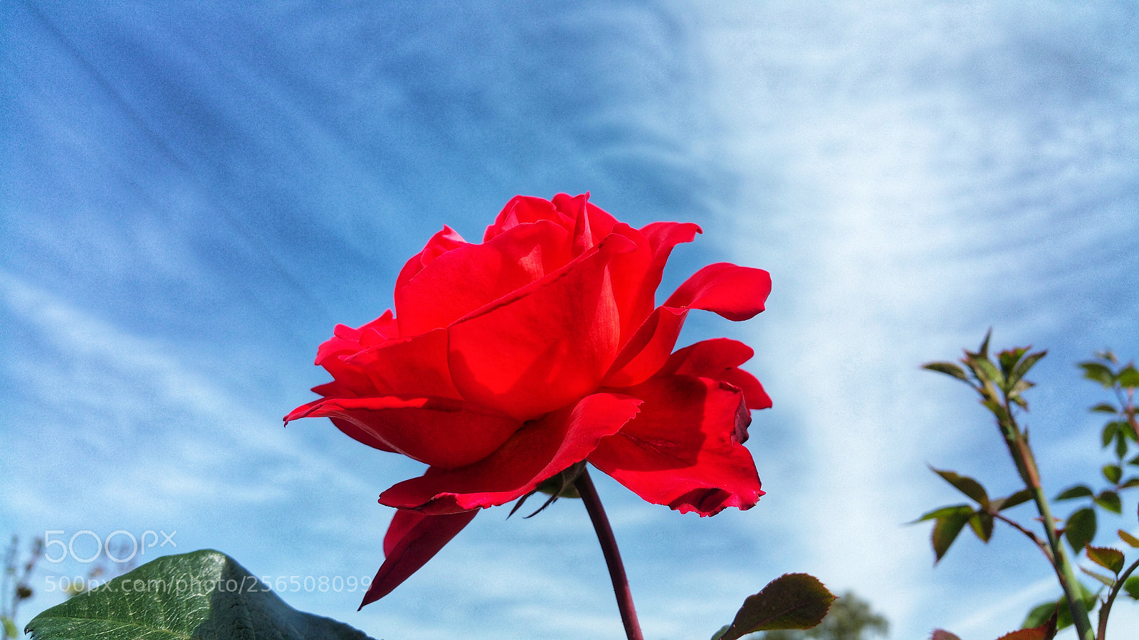 Samsung Galaxy Note4 sample photo. Contrast photography