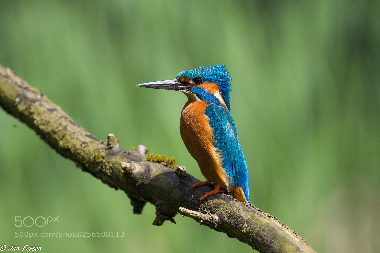 Canon EOS 6D sample photo. Kingfisher ♂ photography