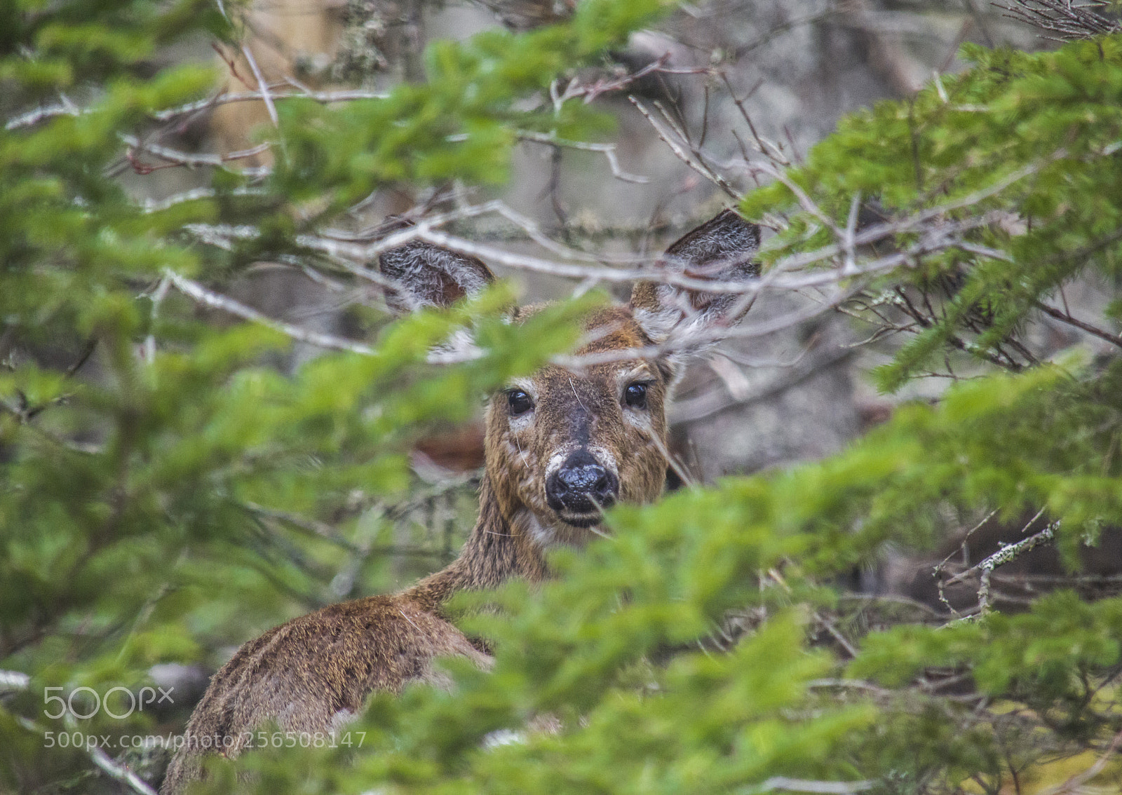 Nikon D3200 sample photo. Spring time babies photography