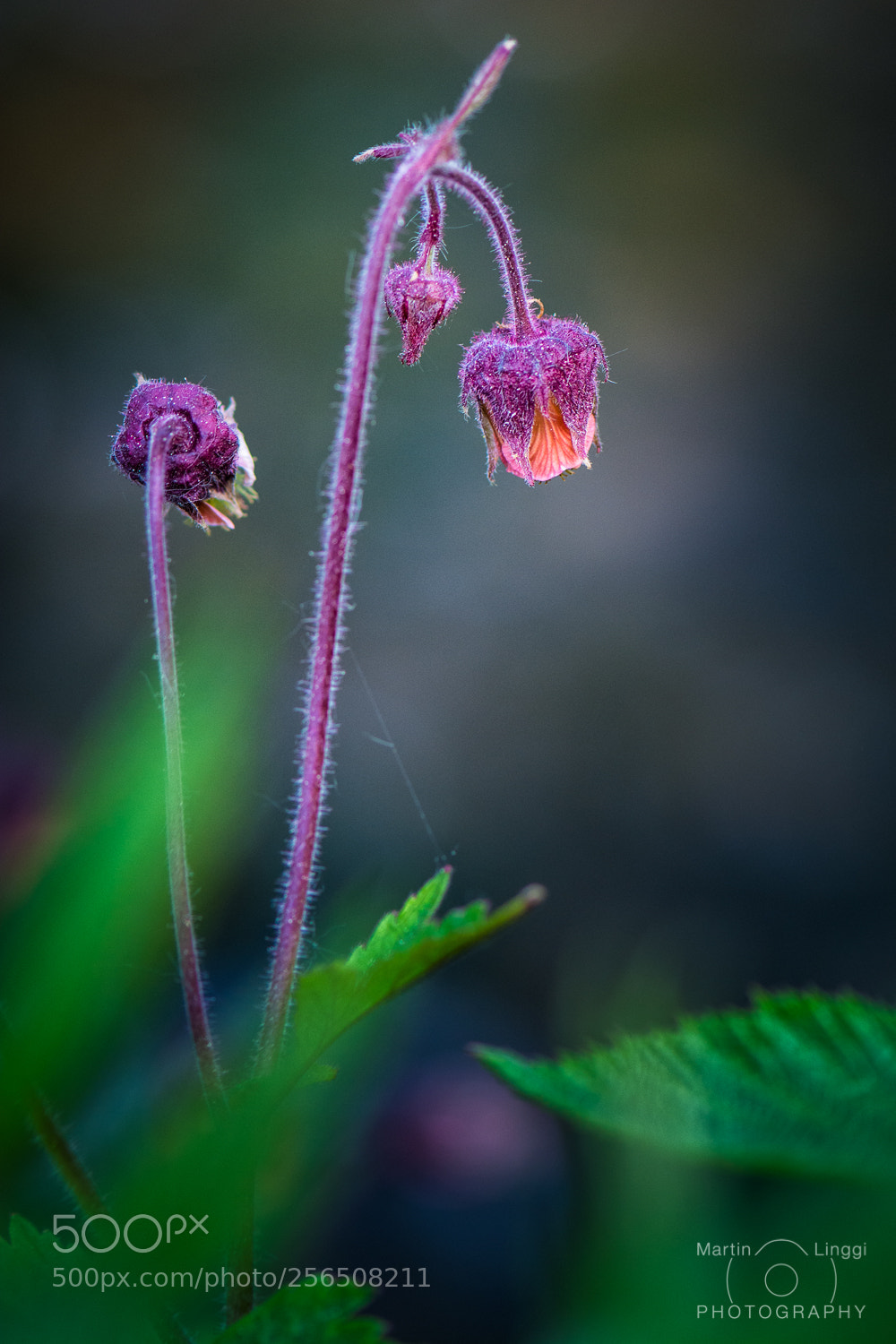 Nikon D5200 sample photo. Beauty of spring photography