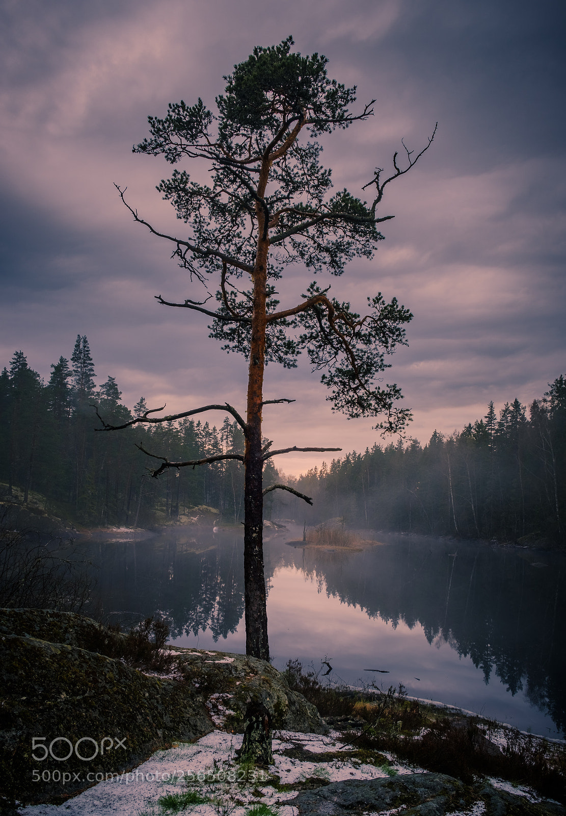 Fujifilm X-T20 sample photo. Almost a dead tree photography