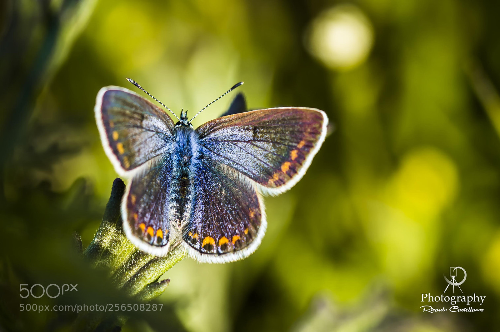 Sony SLT-A58 sample photo. Mis macros... photography