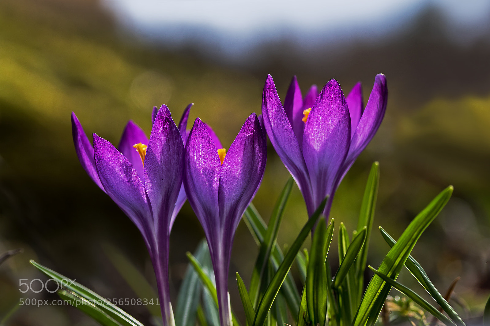 Canon EOS 7D Mark II sample photo. Signs of spring. photography