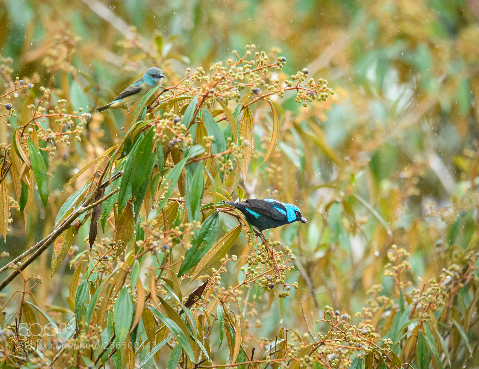 Nikon D850 sample photo. Scarlet thighed dacnis' photography