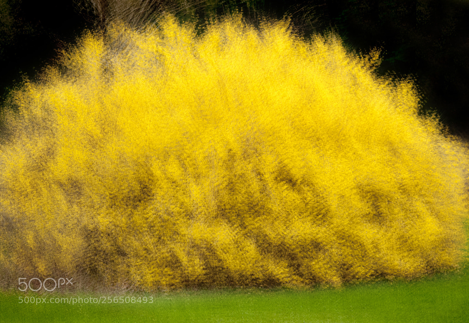 Nikon D300 sample photo. Forsythia bush photography