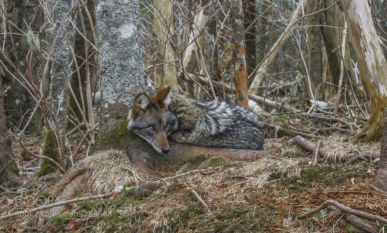 Nikon D3200 sample photo. Coyote resting photography