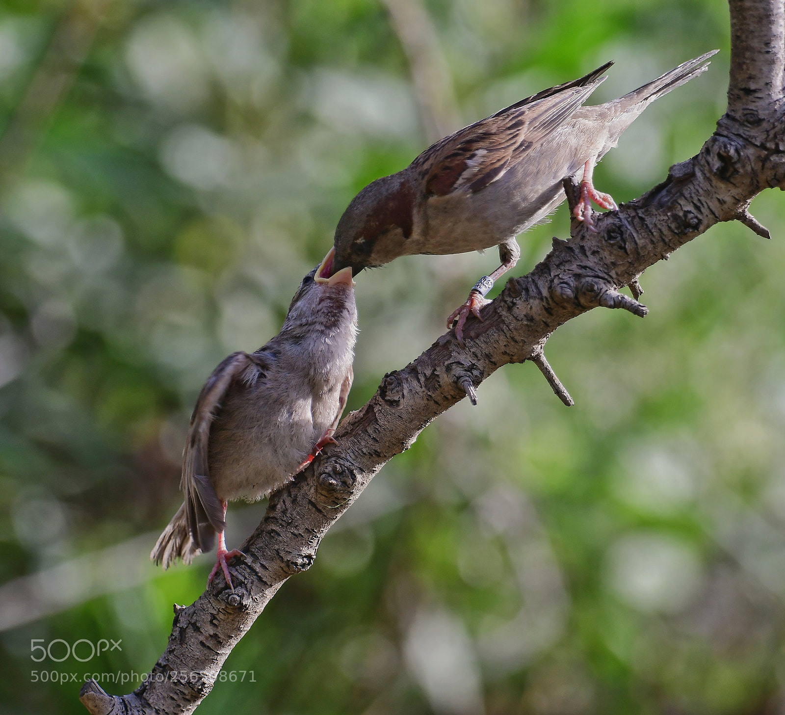 Nikon D500 sample photo. Untitled photography