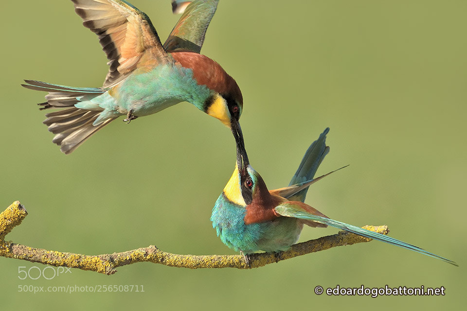 Nikon D750 sample photo. Flying beaks photography