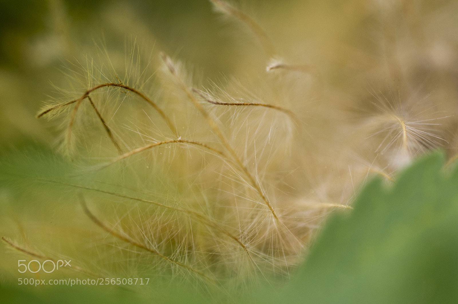Pentax K-x sample photo. Clematis photography