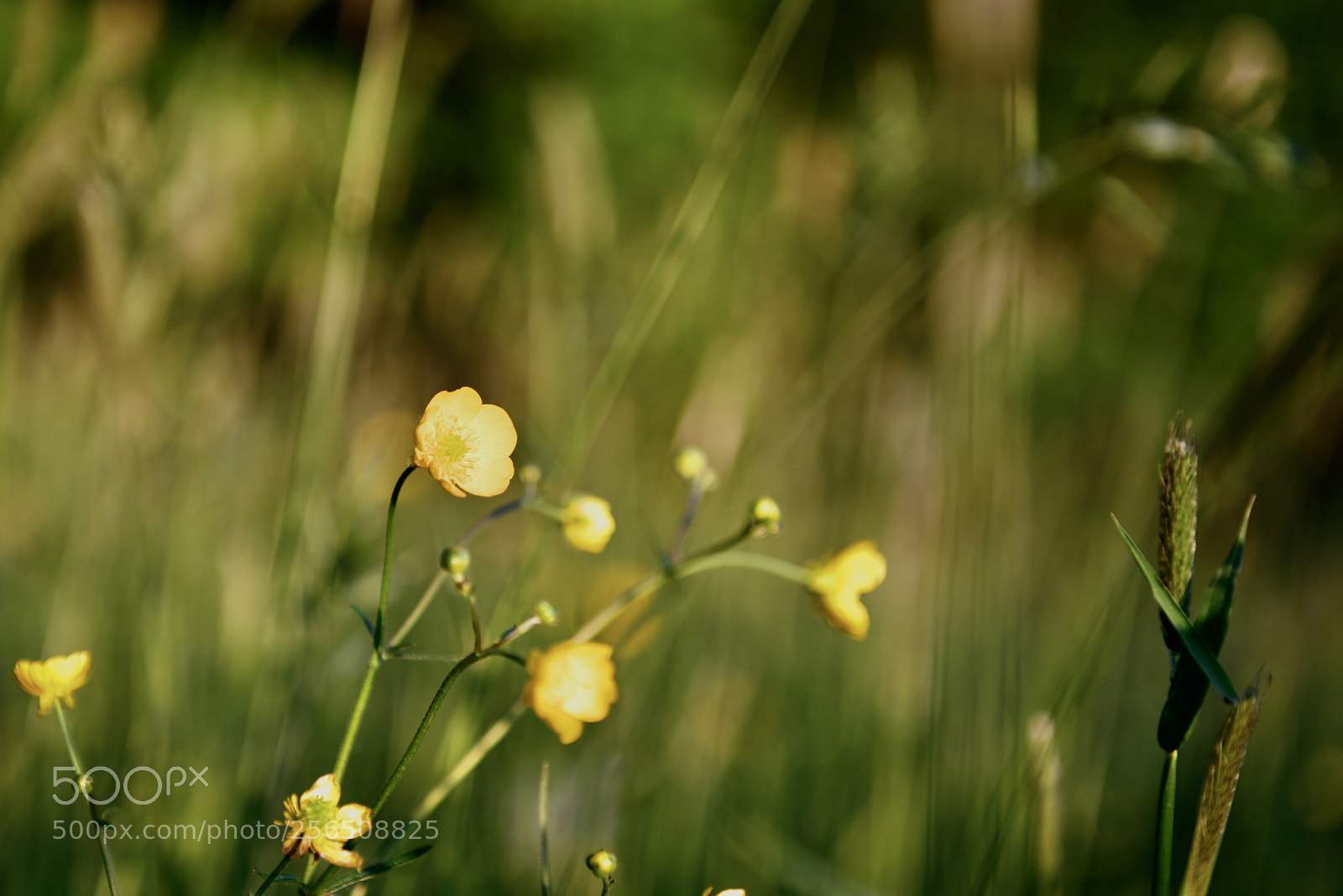 Nikon D850 sample photo. Buttercups on a field photography