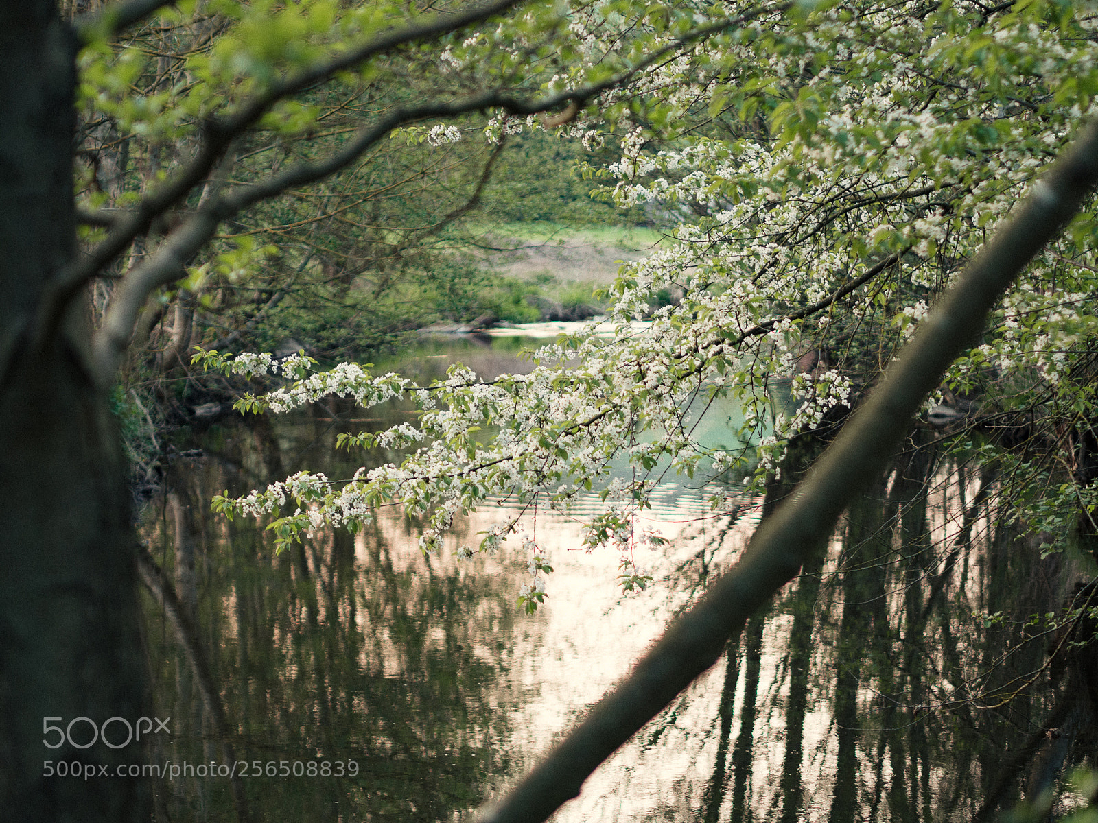 Olympus OM-D E-M10 II sample photo. Spring photography