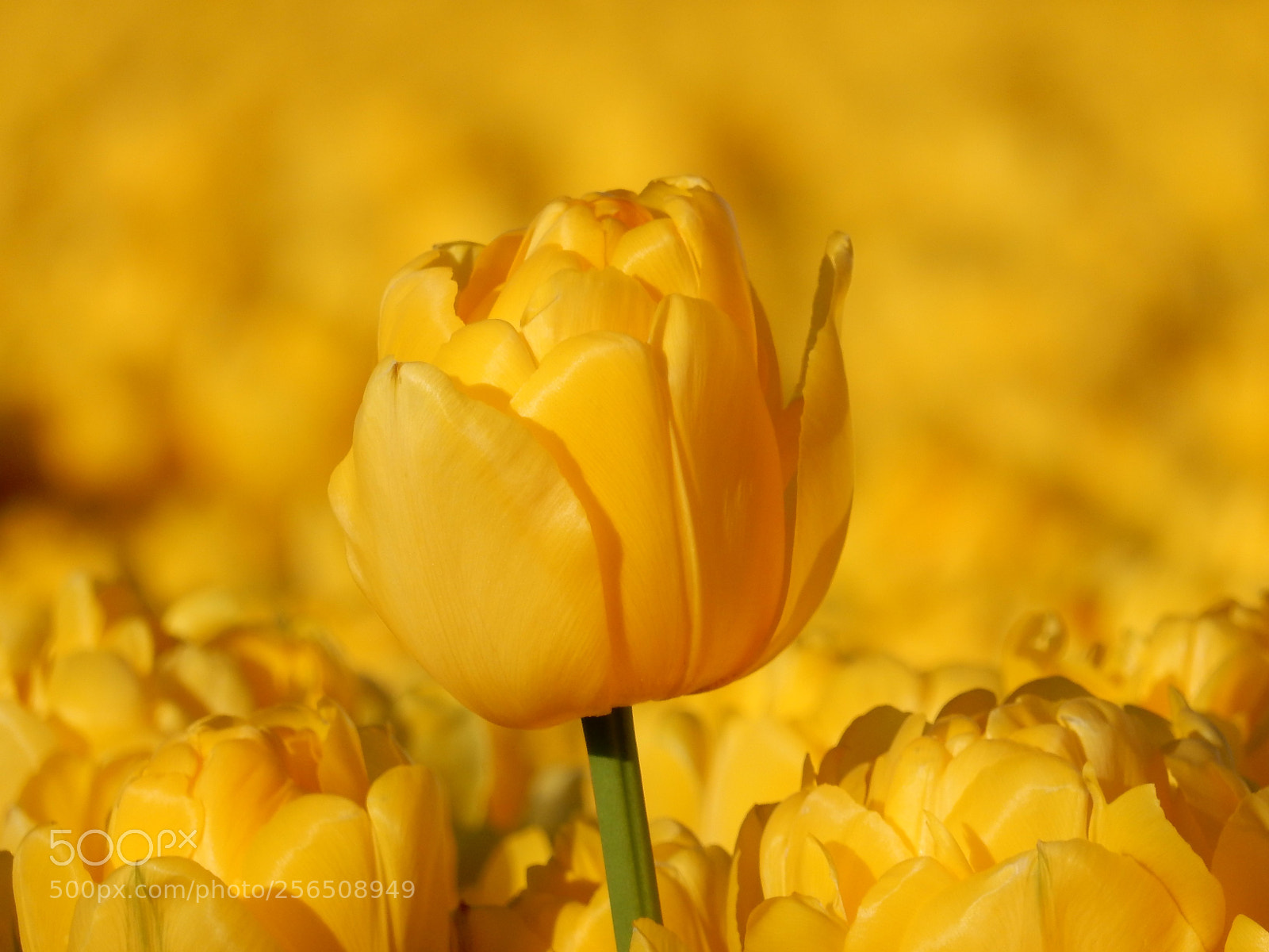 Nikon Coolpix S9900 sample photo. The yellow tulip photography