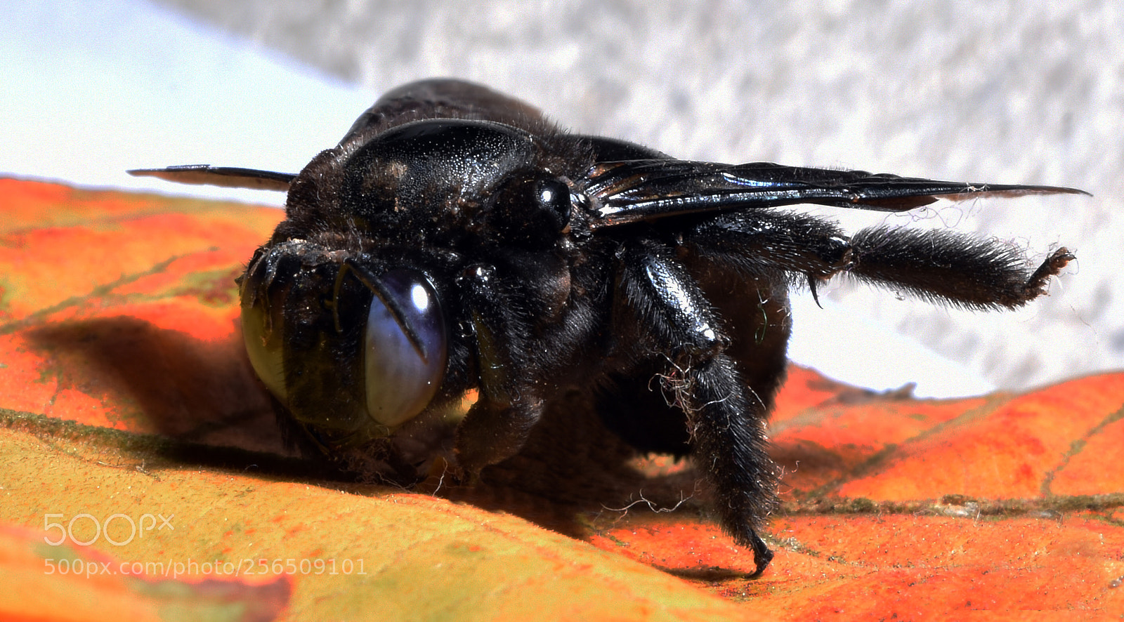 Nikon D7200 sample photo. Black bee photography