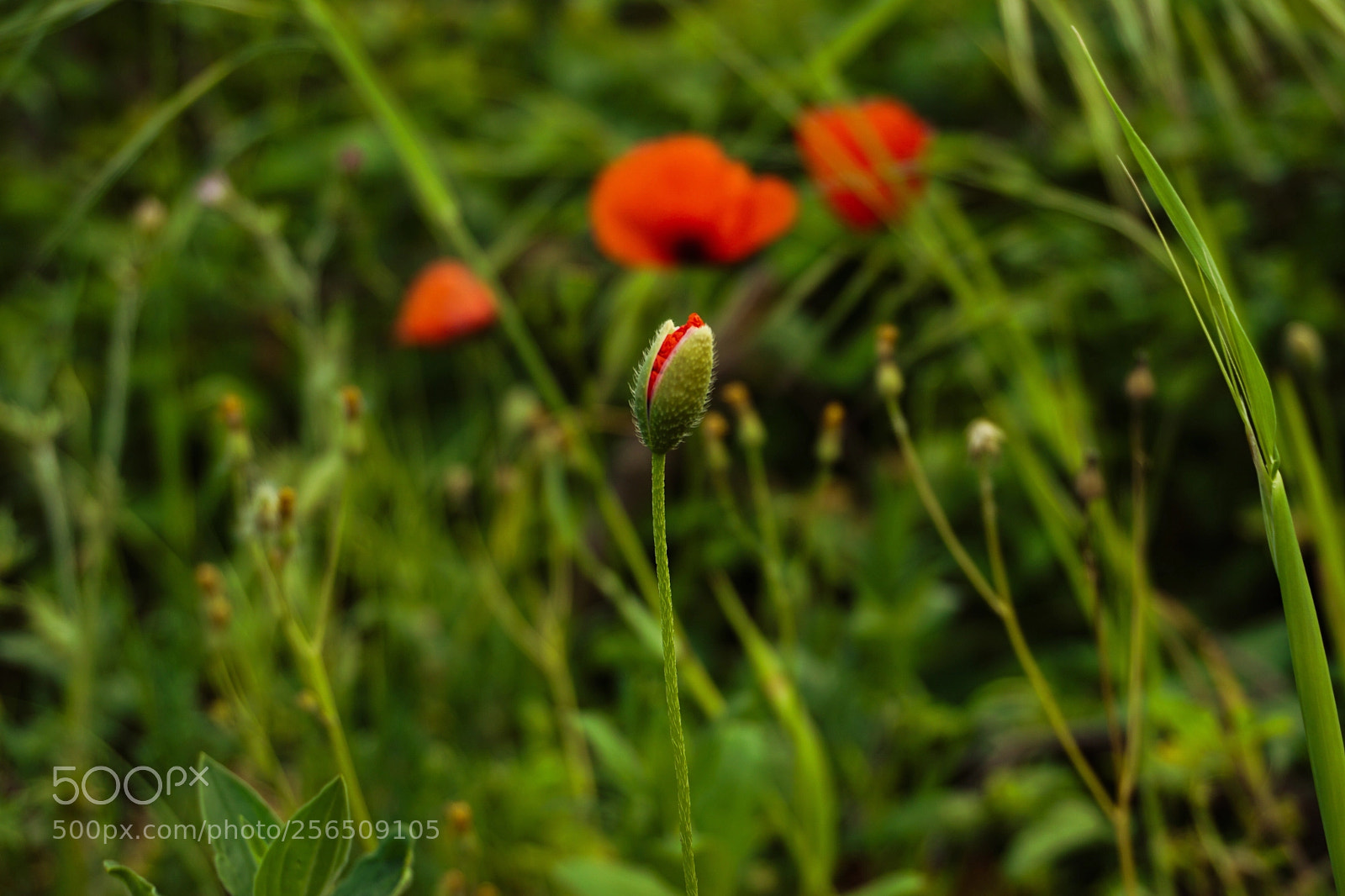 Sony a6000 sample photo. Il protagonista photography