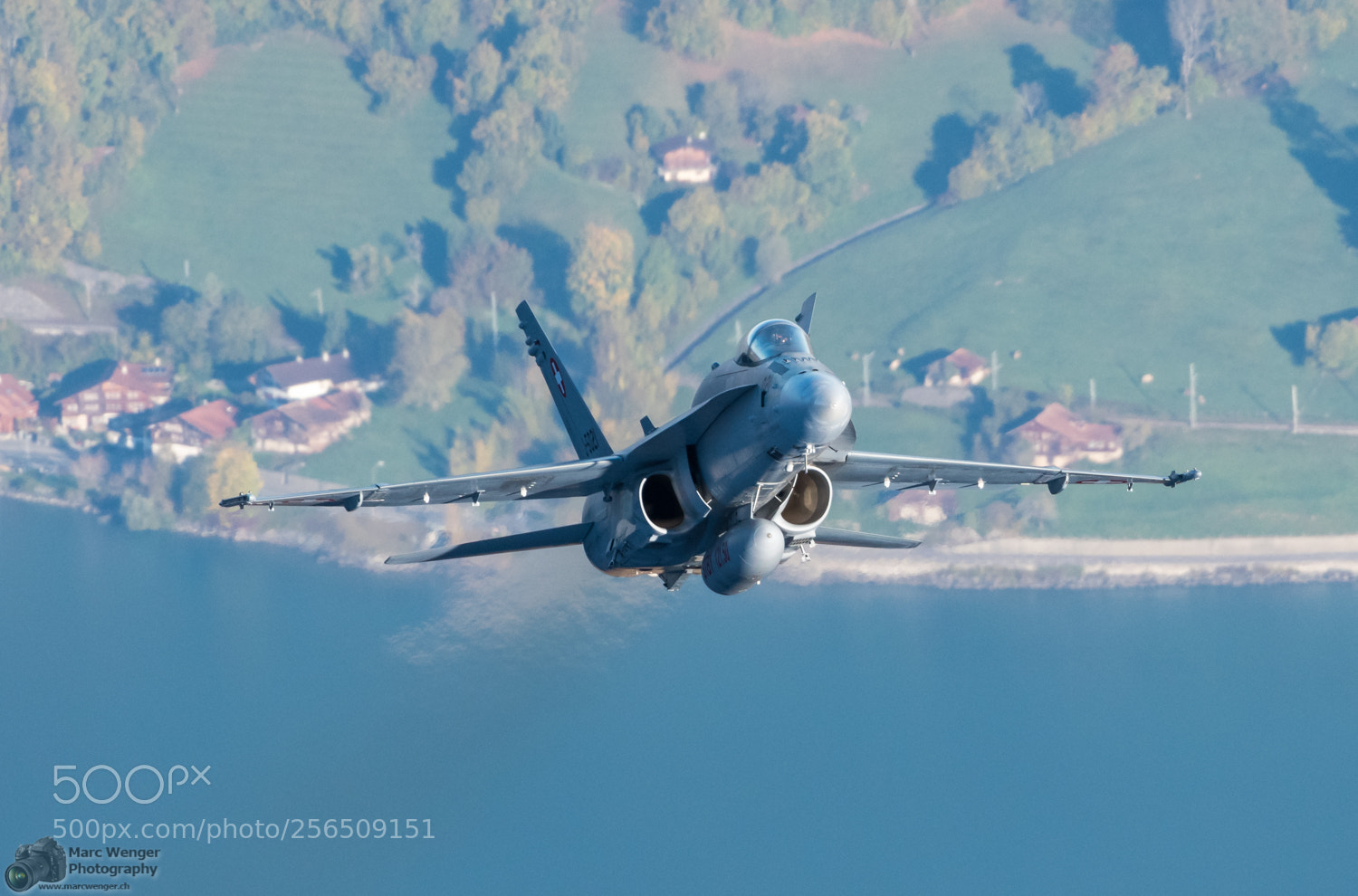 Nikon D500 sample photo. Hornet approaching! photography