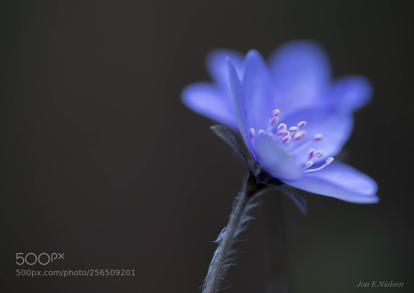 Canon EOS 5D Mark IV sample photo. " blue mood " photography