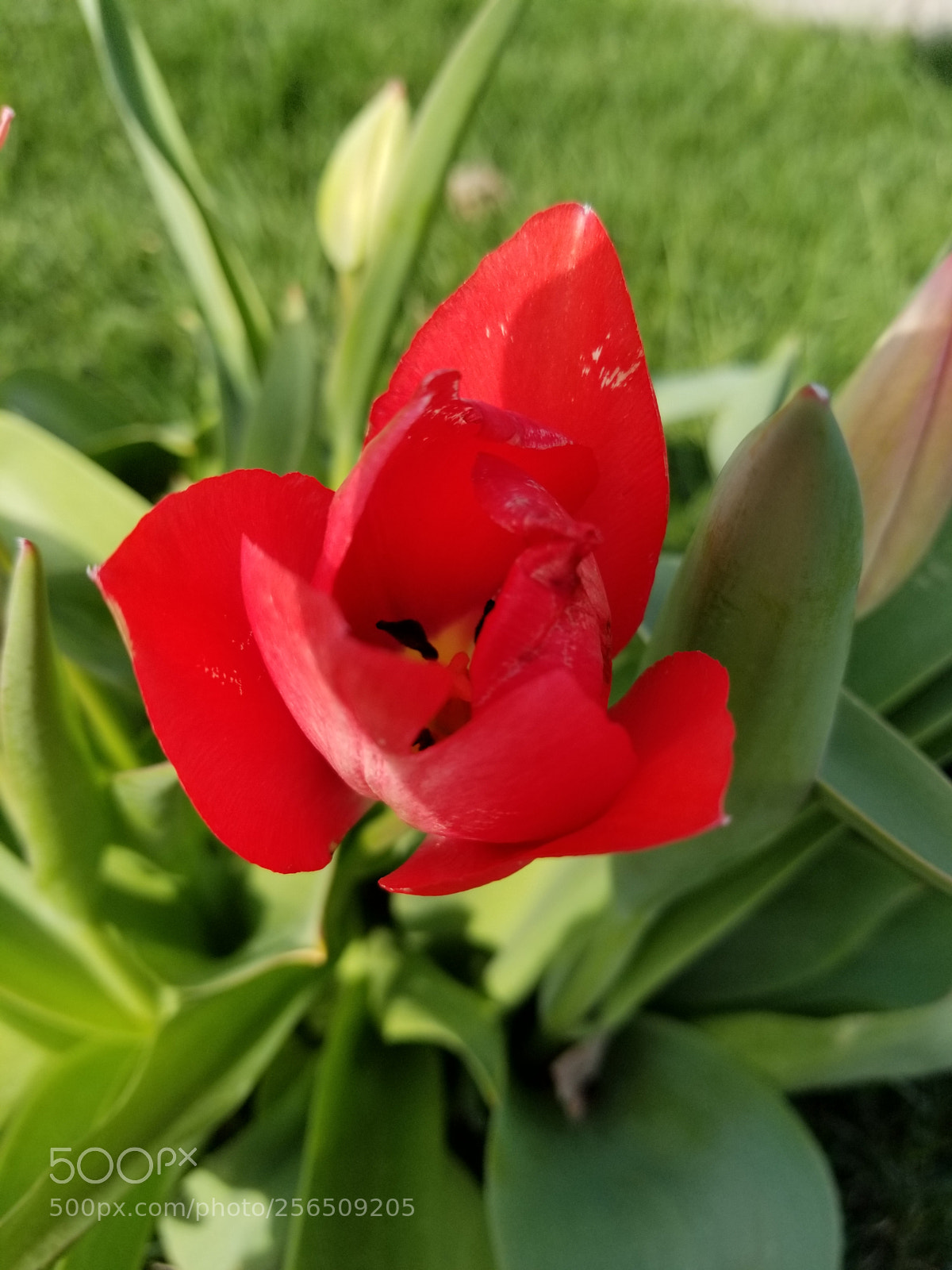 Samsung Galaxy S8 sample photo. Finally open photography