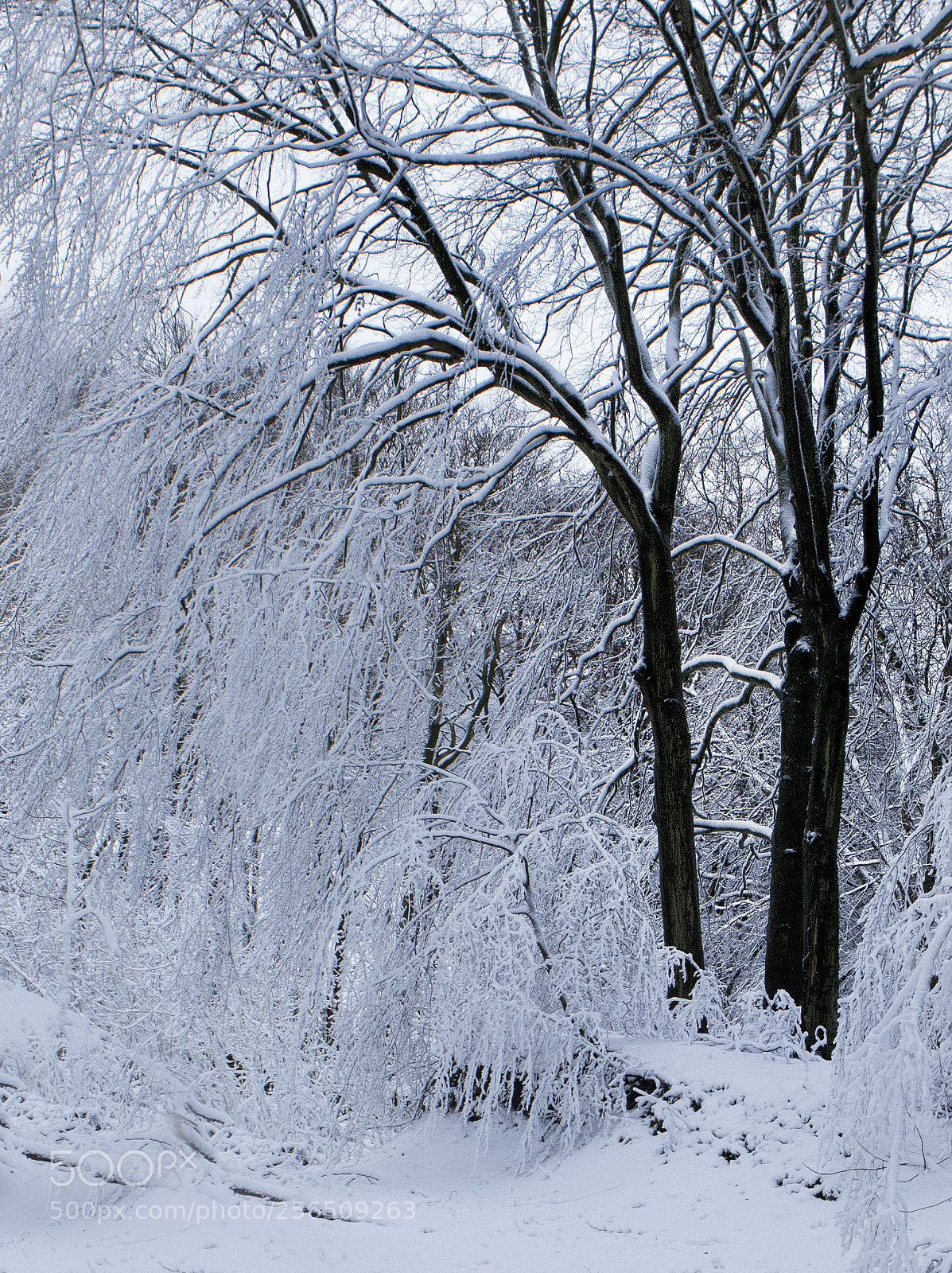 Canon EOS 5D Mark II sample photo. Snowed photography
