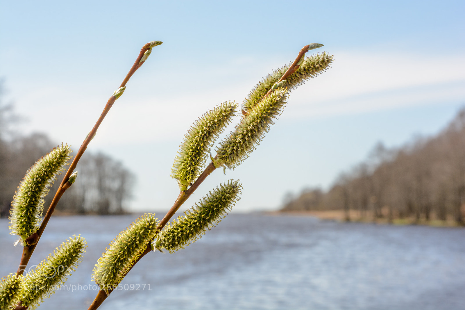 Nikon D7100 sample photo. Blossoming willow buds against photography