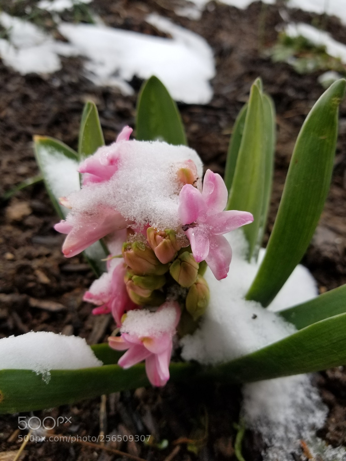 Samsung Galaxy S8 sample photo. Late snow photography