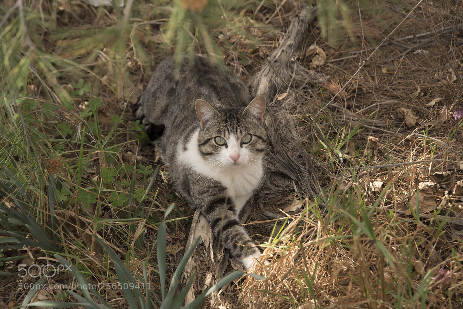 Nikon D750 sample photo. Playing and happy photography