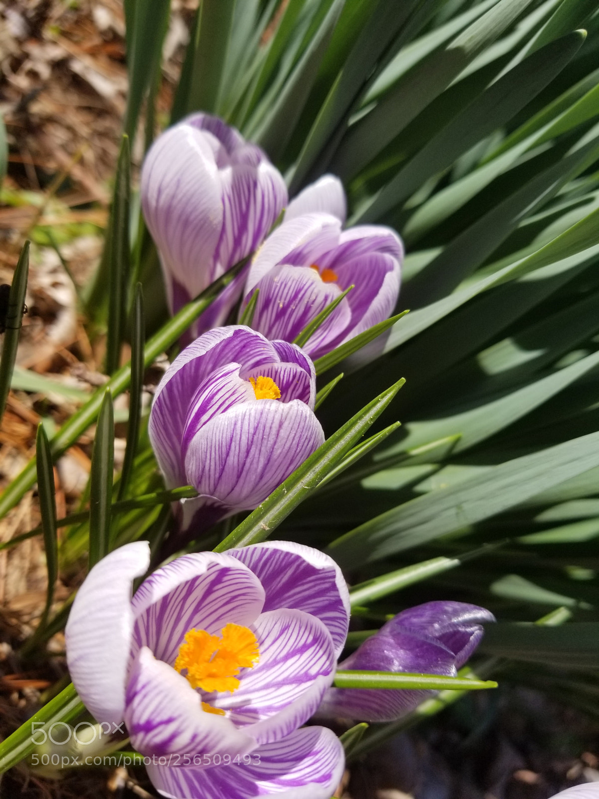 Samsung Galaxy S8 sample photo. Purple beauties photography