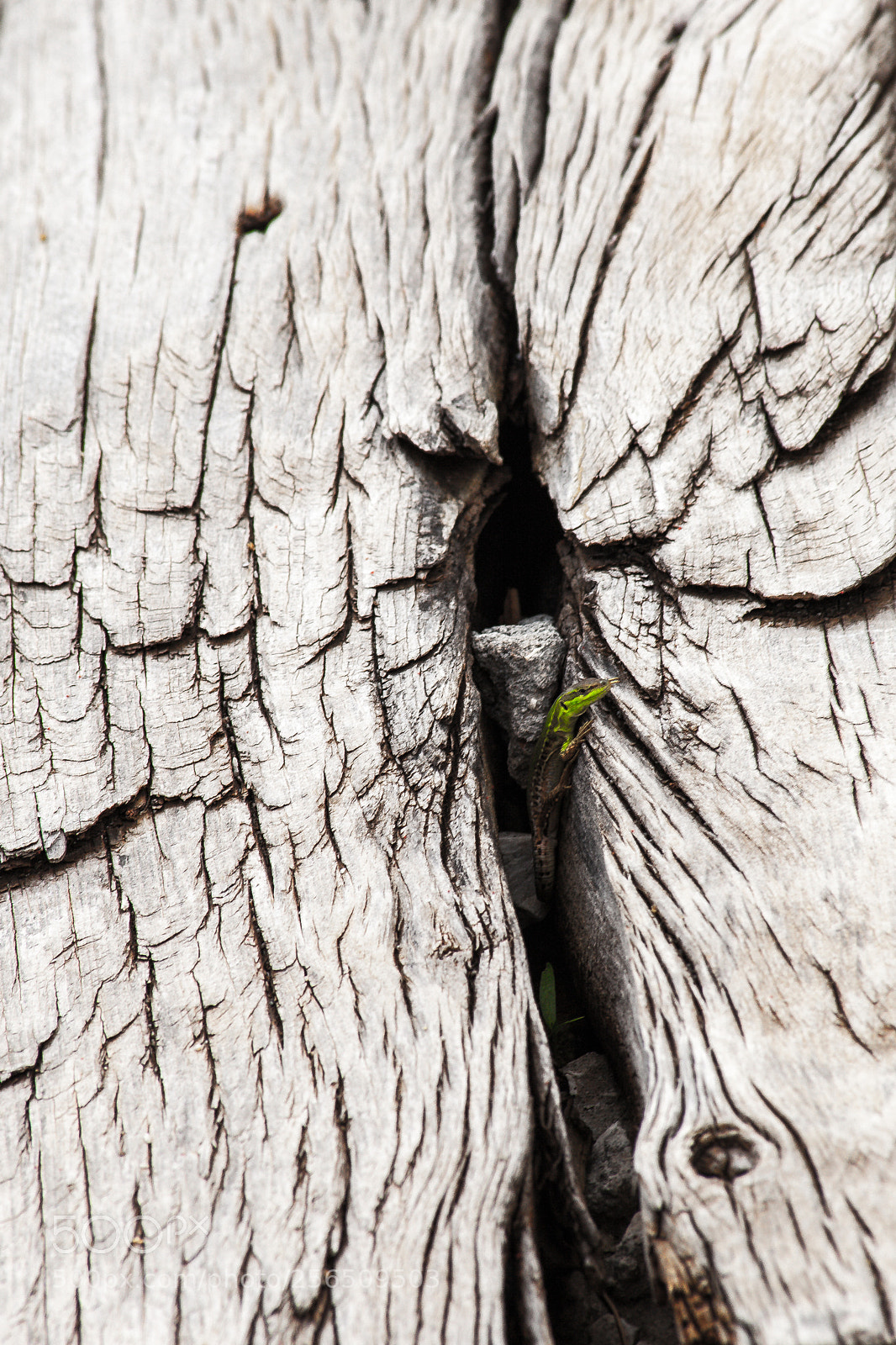Canon EOS 5D Mark II sample photo. Lizard's home photography