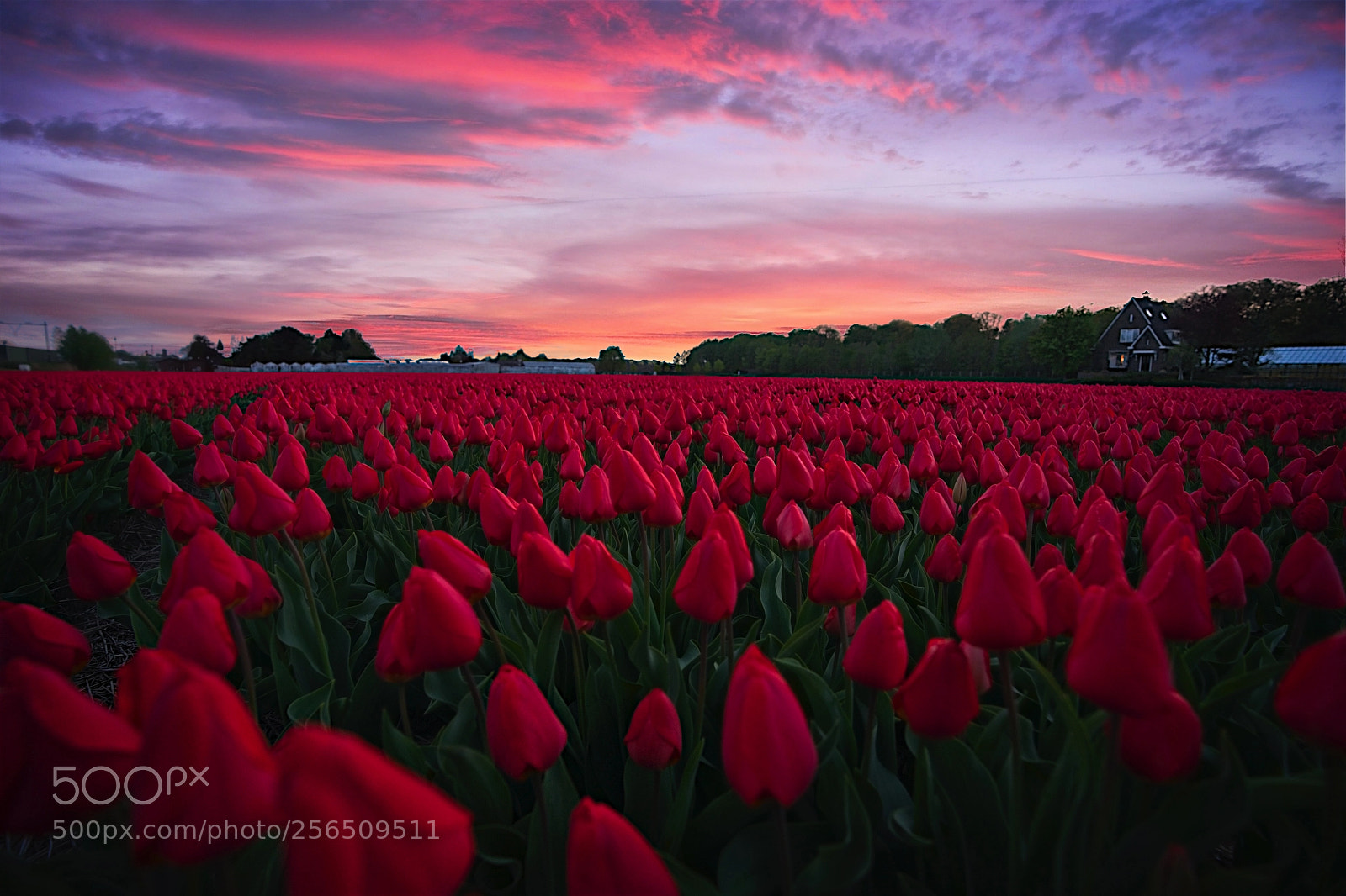 Sony a7 II sample photo. Red tulip field photography
