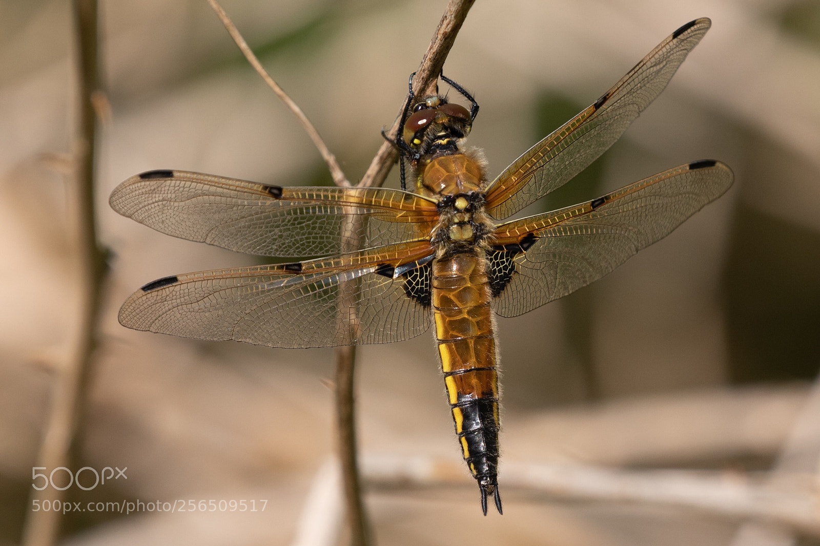 Canon EOS 7D Mark II sample photo. Four-spotted chaser photography