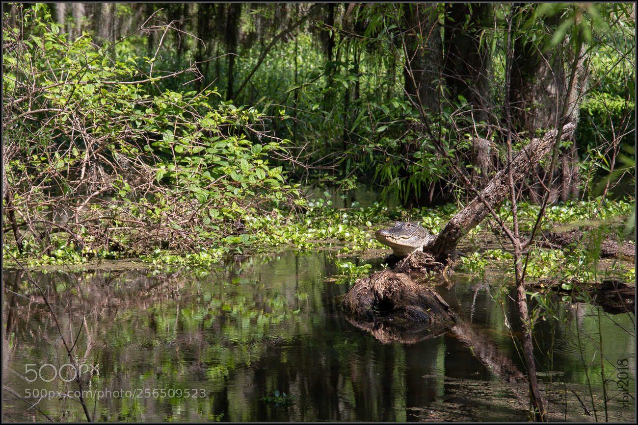 Canon EOS 6D Mark II sample photo. Untitled photography