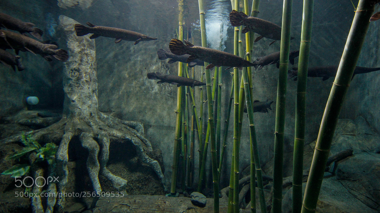Canon EOS 60D sample photo. Fish photography