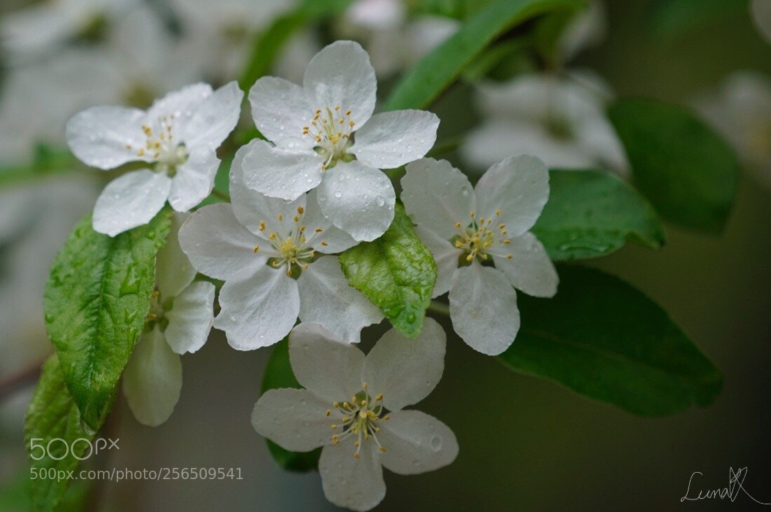 Sony a7R II sample photo. Stunning flowers rainy day photography
