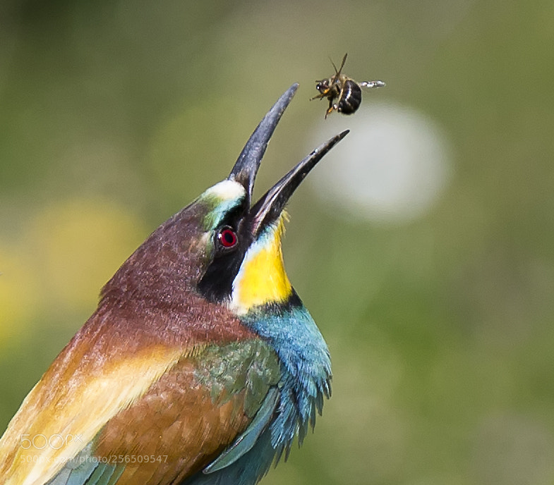 Canon EOS-1D X sample photo. European bee-eater photography