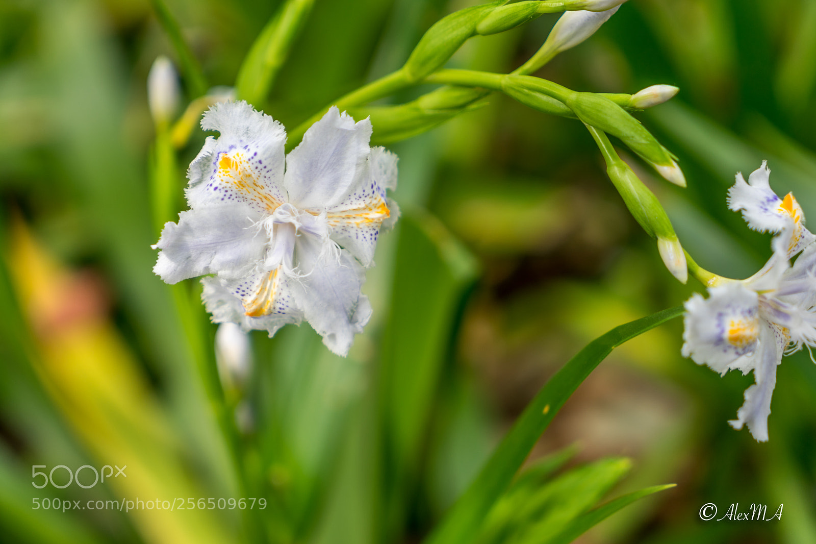 Sony a7 sample photo. Amazing nature photography