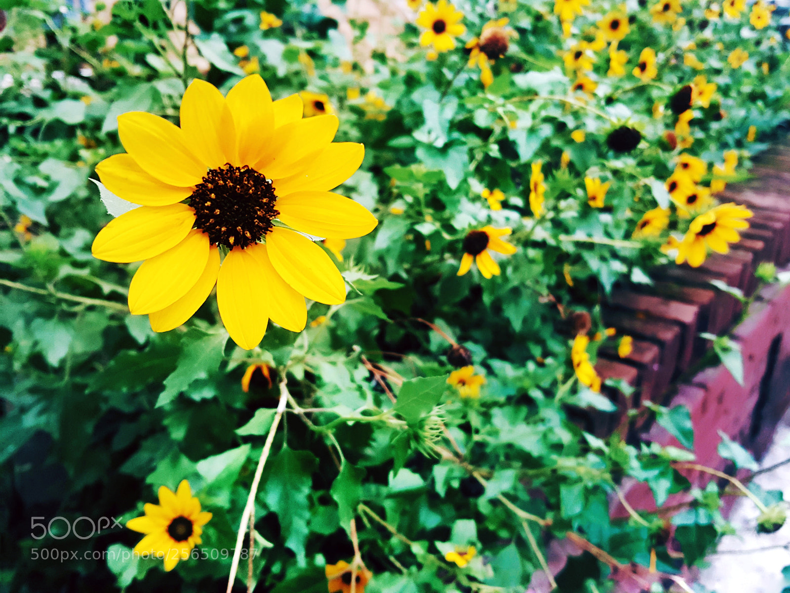 Samsung Galaxy Note5 sample photo. Untitled photography