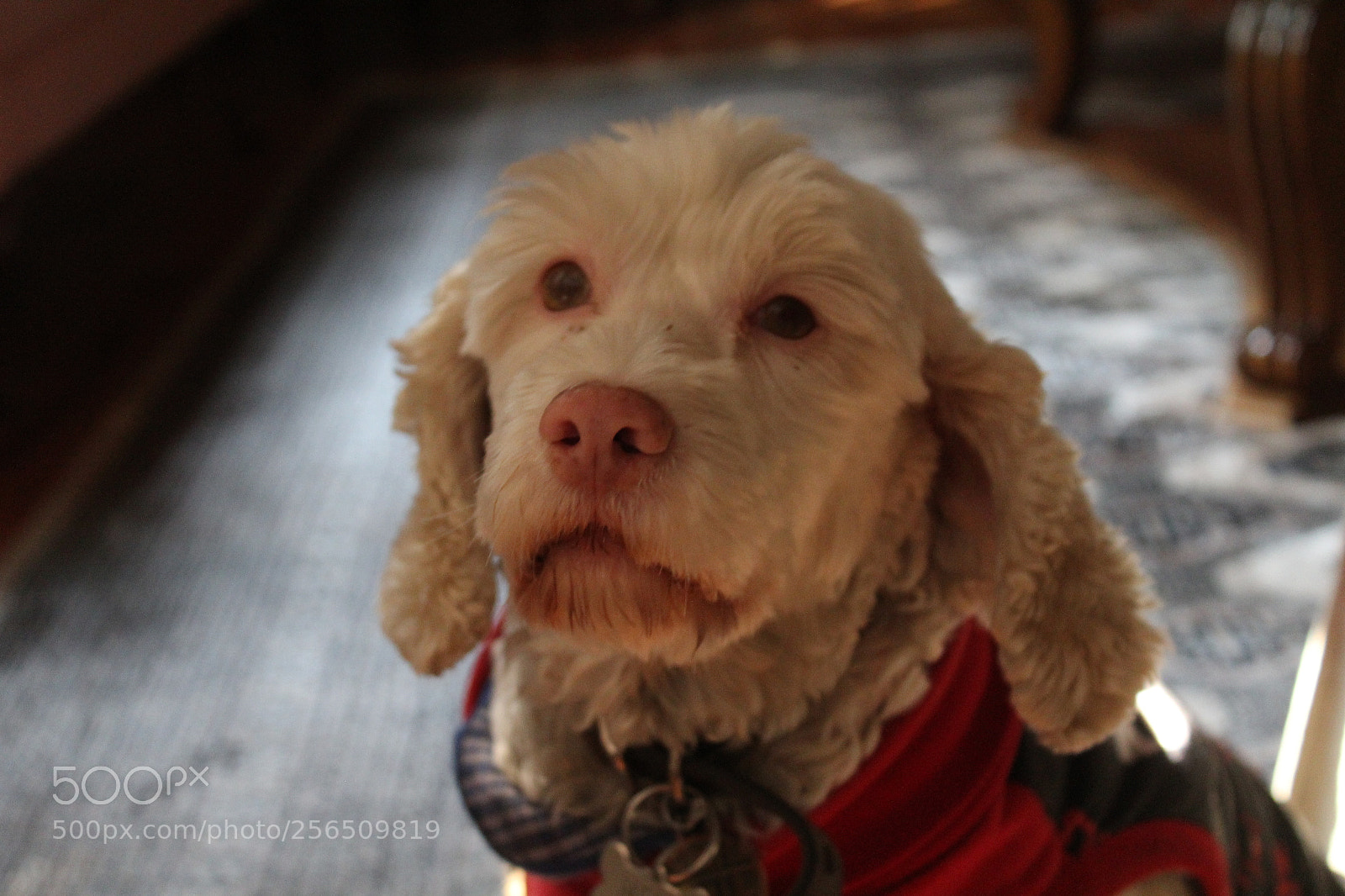 Canon EOS 1200D (EOS Rebel T5 / EOS Kiss X70 / EOS Hi) sample photo. Mr. white photography