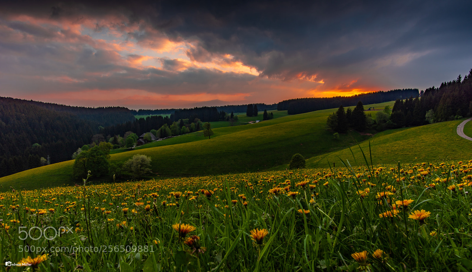 Nikon D810 sample photo. Abendstimmung im schwarzwald photography