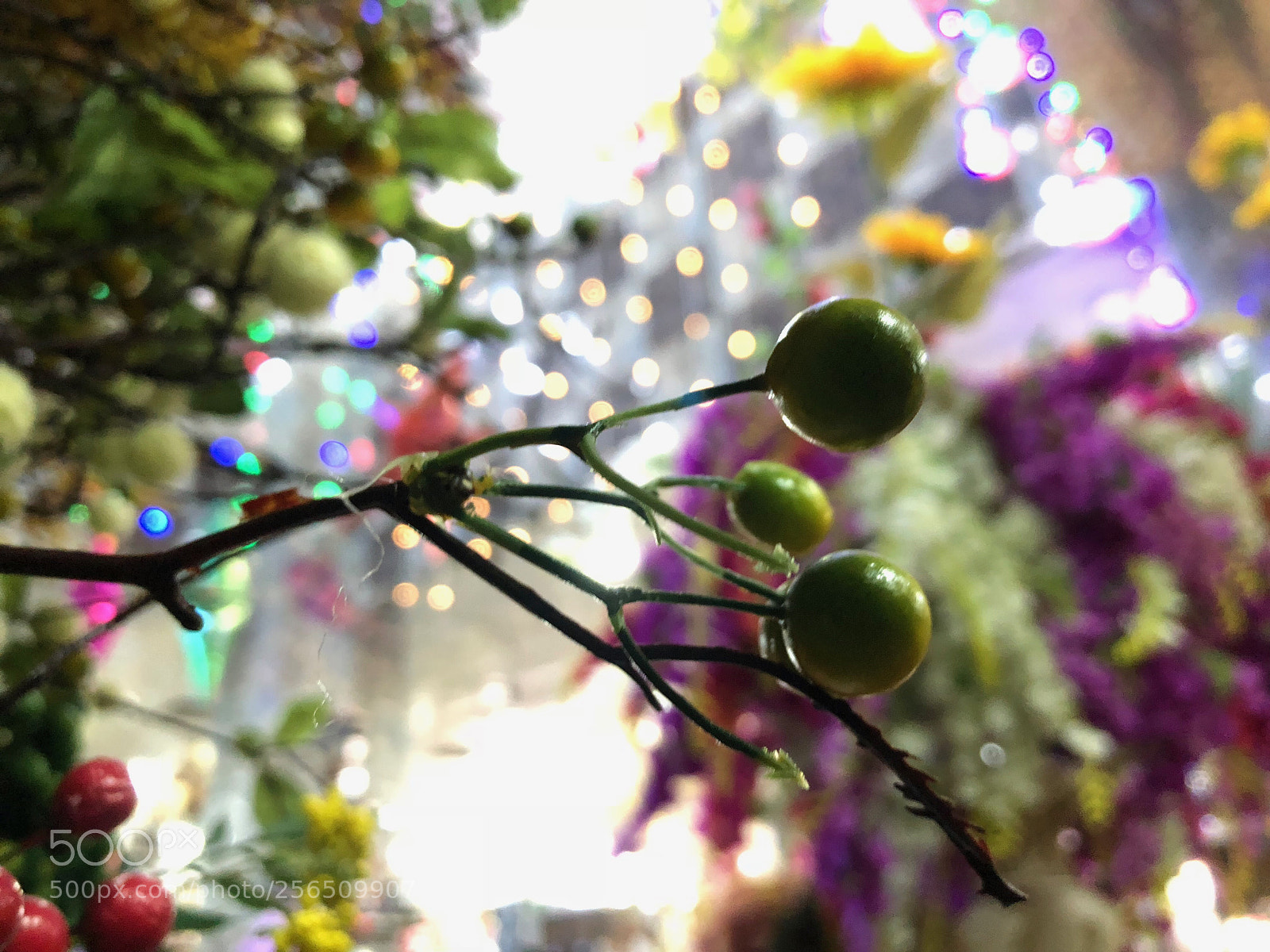 Apple iPhone X sample photo. Untitled photography