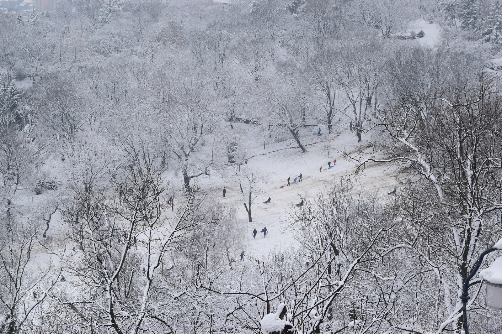 Nikon D3300 sample photo. Sledging in the snow photography