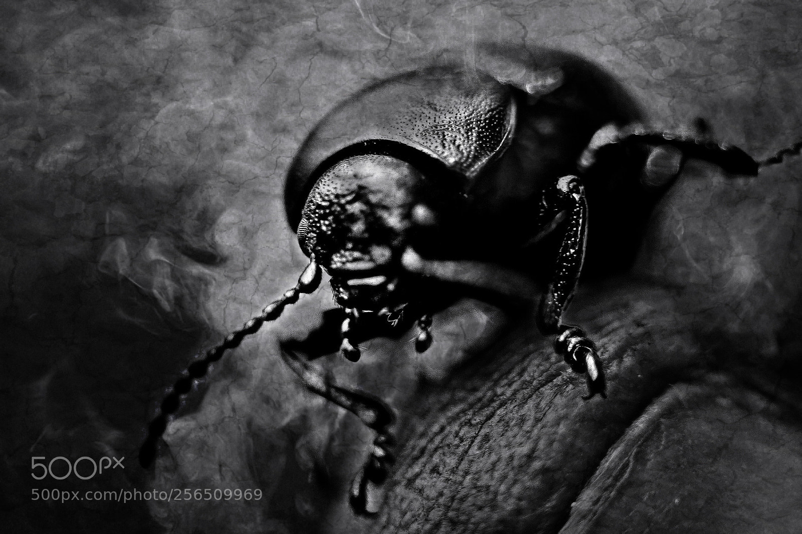 Canon EOS 7D sample photo. The attack of the photography